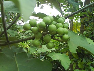 <i>Solanum paniculatum</i> Species of flowering plant