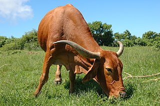 <span class="mw-page-title-main">Afrikaner cattle</span> Breed of cattle