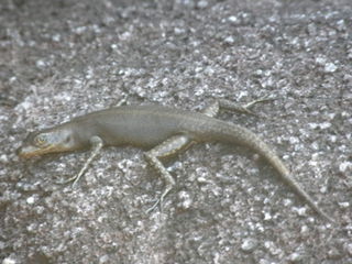 Black Mountain rainbow-skink Species of lizard