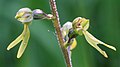 twayblade