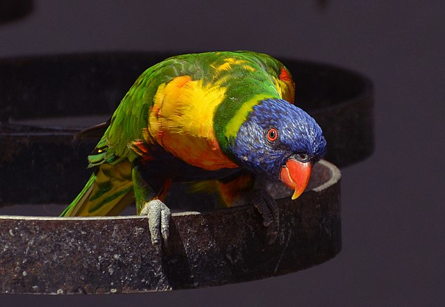 Loriquet à tête bleue