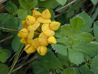 <i>Lotus pedunculatus</i> Species of legume