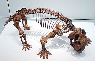 <span class="mw-page-title-main">Anomodontia</span> Suborder of stem-mammals