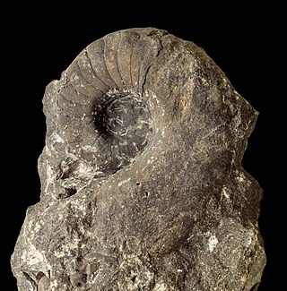 <i>Metacoceras</i> Extinct genus of nautiloids