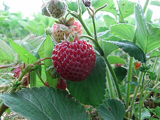 <span class="mw-page-title-main">Strasberry</span> Variety of strawberry