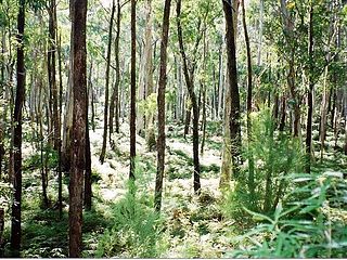 <span class="mw-page-title-main">Monga National Park</span> Protected area in New South Wales, Australia