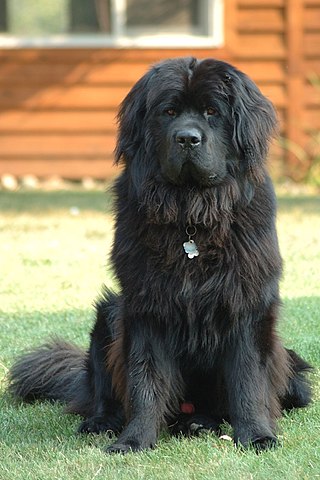 <span class="mw-page-title-main">Newfoundland dog</span> Dog breed