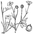 Ranunculus sardous Kocinasta zlatica (as syn. Ranunculus philonotis) plate 36 in: Martin Cilenšek: Naše škodljive rastline Celovec (1892)