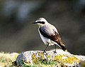 Del norte wheatearOenanthe oenanthestenpikker