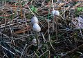 Coprinus lagopus