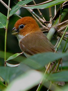 Parrotbill group of peculiar birds native to East and Southeast Asia