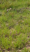 Paspalum notatum habit.jpg