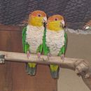 A green parrot with a yellow head, an orange forehead and nape, a white underside, pink eye-spots, and red irises