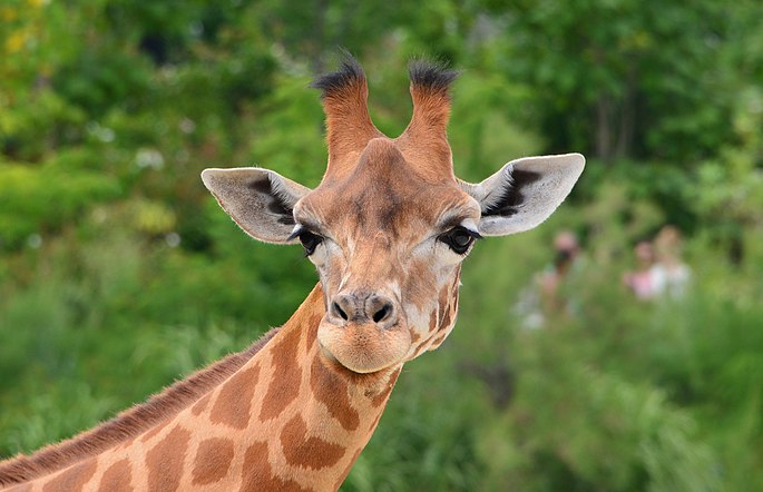 Girafe