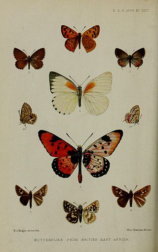 <i>Euchrysops crawshayi</i> Species of butterfly