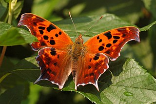 <i>Polygonia interrogationis</i> Species of butterfly