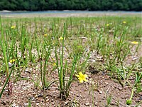 Ranunculus reptans