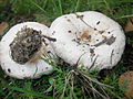 !!Lactarius torminosus!!