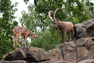 <span class="mw-page-title-main">Siberian ibex</span> Species of mammal