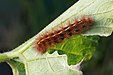 22 Commons:Picture of the Year/2011/R1/Spilosoma canescens caterpillar.jpg