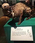 Thumbnail for File:Taxidermied Malayan Civet at Philippine National Museum.jpg