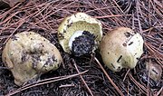 Thumbnail for File:Tricholoma equestre 13086672.jpg