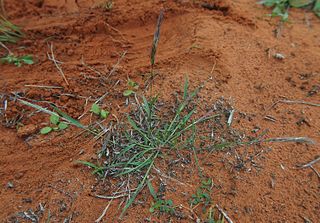 <i>Triraphis</i> Genus of grasses