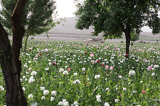 <span class="mw-page-title-main">Opium production in Afghanistan</span> Overview of illicit drug production in Afghanistan