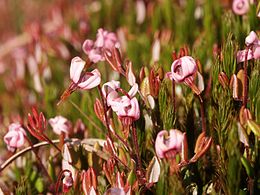 Paprastoji spanguolė (Vaccinium oxycoccus)