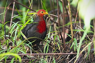 <span class="mw-page-title-main">Crimson-headed partridge</span> Species of bird