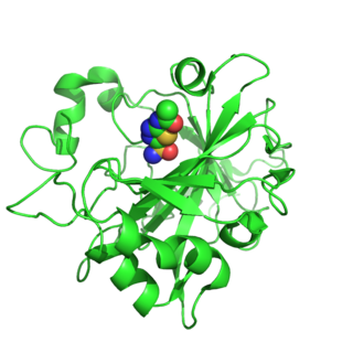 <span class="mw-page-title-main">Carbonic anhydrase 14</span> Protein-coding gene in the species Homo sapiens