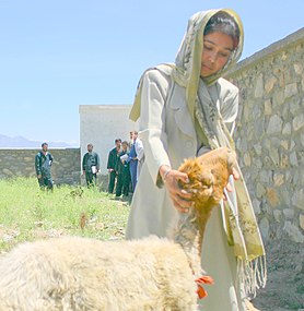 دختر دامپزشک در چاریکار