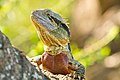 Eastern water dragon in Brisbane Botanical Gardens