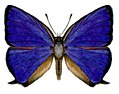 Arhopala madytus (Lycaenidae)