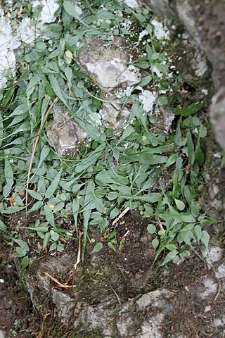 <i>Asplenium ruprechtii</i> Species of fern in the family Aspleniaceae