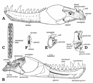 <i>Bagaraatan</i> Extinct genus of theropod dinosaurs