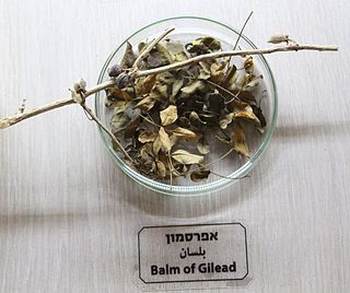 <span class="mw-page-title-main">Balm of Gilead</span>