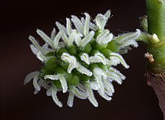 Black Mulberry female flowers. Photo by JJ Harrison. 2008.