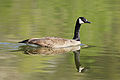 Kanada kazı, Branta canadensis