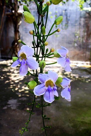 <i>Thunbergia grandiflora</i> Species of flowering plant