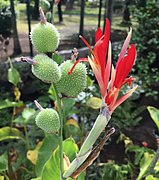 Canna indica ou Balisier rouge.