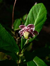 Umbellate wintergreen; pipsissewa (Chimaphila umbellata)