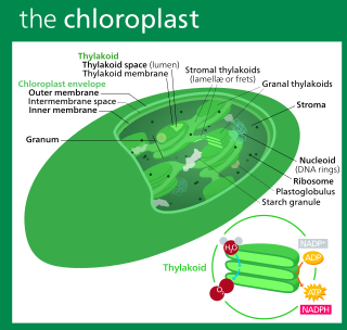 <span class="mw-page-title-main">Chloroplast</span> Plant organelle that conducts photosynthesis