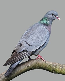 Uldukas (Columba oenas)