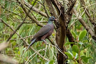 <span class="mw-page-title-main">Laurel pigeon</span> Species of bird