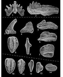 Conodonts.jpg