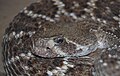 Western diamondback rattlesnake (Crotalus atrox)