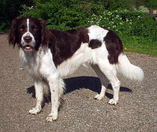 <span class="mw-page-title-main">Drentse Patrijshond</span> Dog breed