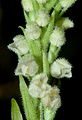 Goodyera repens