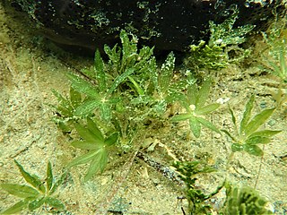 <i>Halophila</i> Genus of aquatic plants